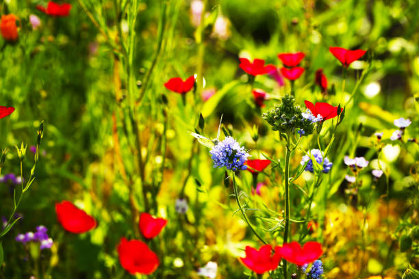 butterfly on wildflower, red flower
