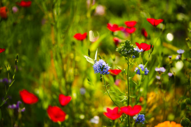 butterfly on wildflower, red flower