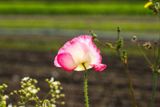 wildflower