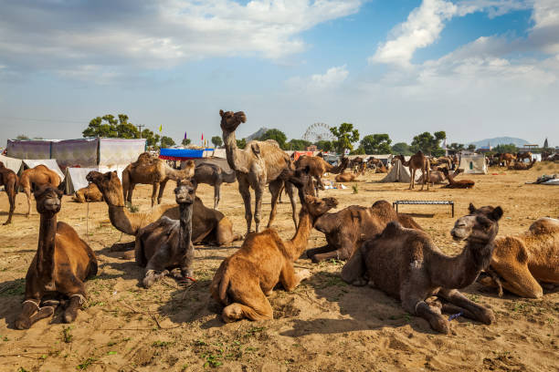 istock Camels at Pushkar Mela Pushkar Camel Fair , India 2160596723
