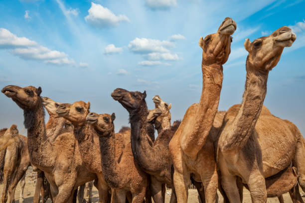 istock Camels at Pushkar Mela Pushkar Camel Fair , India 2160596733