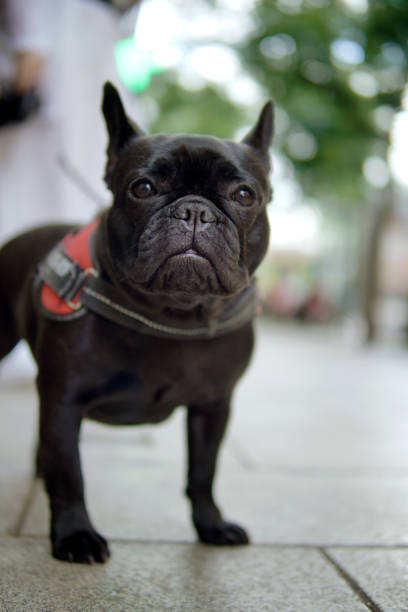 istock small black bulldog dog looking at camera 2160597074