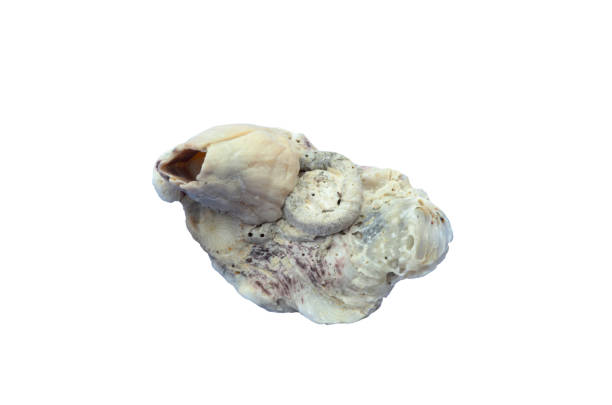 istock Seashell covered in barnacles and marine life, set against a white background 2160597572