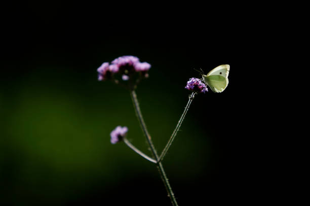 white butterfly set on flowers with light from behind and green background