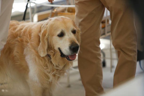 istock golden retrieber dog between people's legs 2160598023