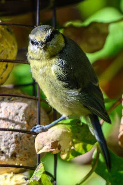 istock One baby blue tit bird feeding 2160598129