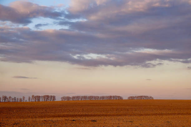 Dry deciduous trees on the grassland in winter fog