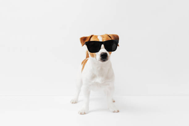 istock Funny Jack Russell Terrier dog with black sunglasses isolated on white studio background 2160598893
