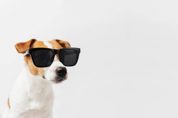 istock Funny Jack Russell Terrier dog with black sunglasses isolated on white studio background 2160599111