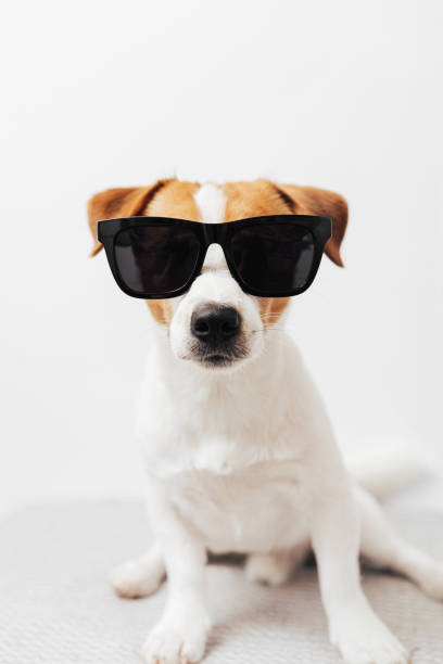 istock Funny Jack Russell Terrier dog with black sunglasses isolated on white studio background 2160599129