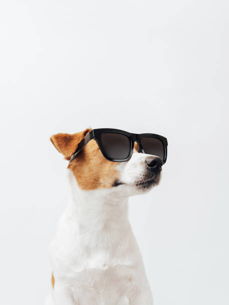 istock Funny Jack Russell Terrier dog with black sunglasses isolated on white studio background 2160599243