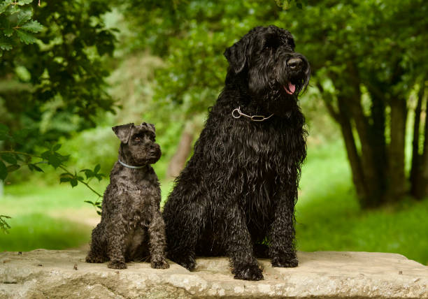 istock 2 beautiful posing black dogs 2160600374