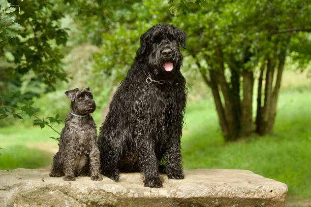 istock 2 beautiful posing black dogs 2160600381