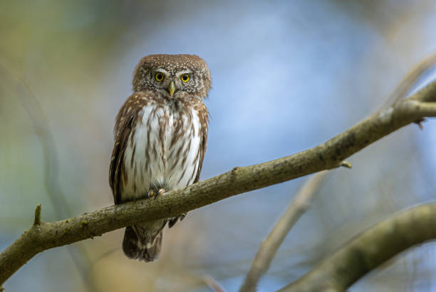 Eurasian pygmy owl (Glaucidium passerinum) perching on a tree in springtime.