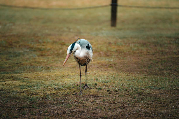 Kōraku-en (後楽園, Kōrakuen) is a Japanese garden located in Okayama, Okayama Prefecture. It is one of the Three Great Gardens of Japan. \nJapanese folklore sees the heron as divine, able to traverse across the three elements: earth, air and water; herons are often associated with wisdom and knowledge, as they are seen as observant creatures that wait patiently before taking action.