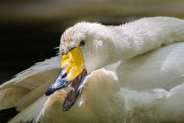 The Whooper Swan is a large swan, similar to the Mute Swan but much less massive. The erect neck is more rigid and in adults the bill is yellow and black.