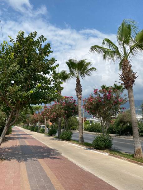 istock Sunny Day, Palm Tree Street, Mountain View 2160601423