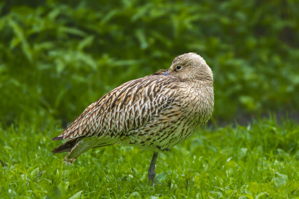 A curlew (Numenius arquata) on the shore