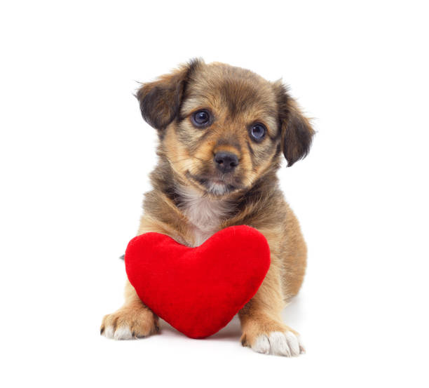 istock One little dog with a red heart. 2160601744