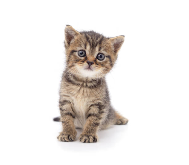 istock One gray little dog. 2160601760