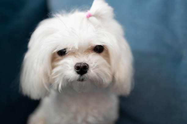 istock Small Maltese dog looking at camera on blue background 2160601866