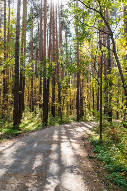 Sun rays filters through trees, illuminating dirt road in fall forest park Autumn vertical landscape