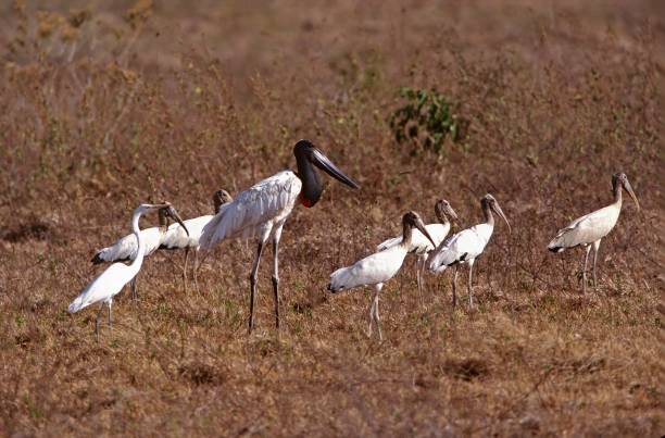 istock Jabiru and Wood Storks 2160602658