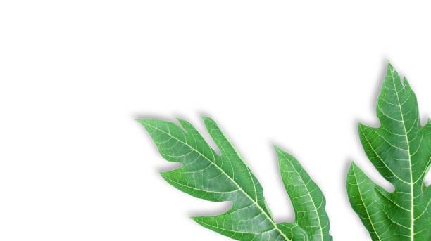 istock A cut out of papaya leaf with clipping paths on white background. 2160604693