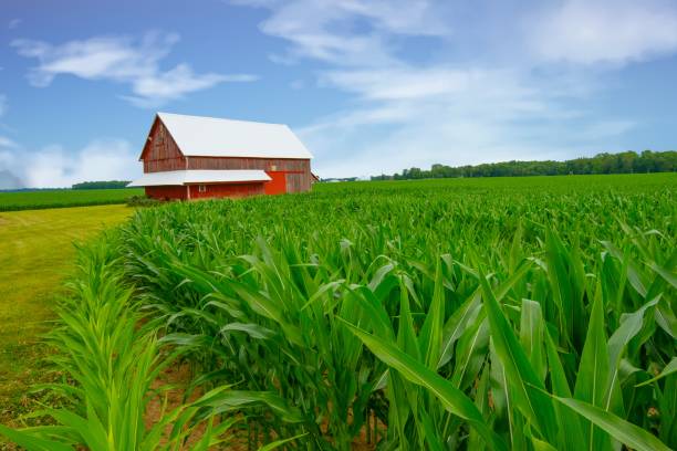 istock Corn field with old Red Barn-Tipton County, Indiana 2160604775