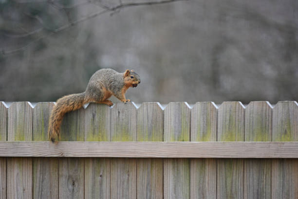 istock Fox Squirrel on a wooden fence- Howard County, Indiana 2160604799