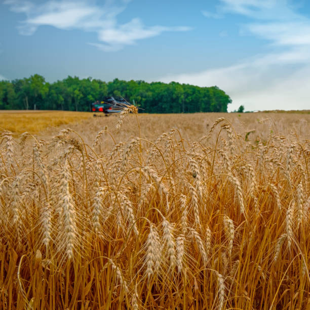 Wheat field ripe for harvest-Howard County, Indiana