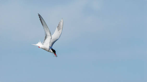istock Common Tern (Sterna hirundo) fishing over the sea 2160607459