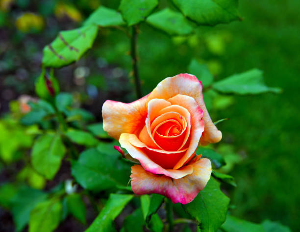 rose garden in villa gropallo nervi genova italy