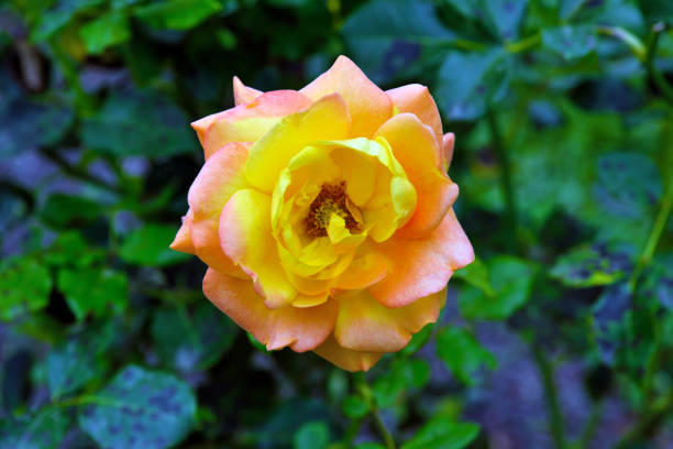 rose garden in villa gropallo nervi genova italy