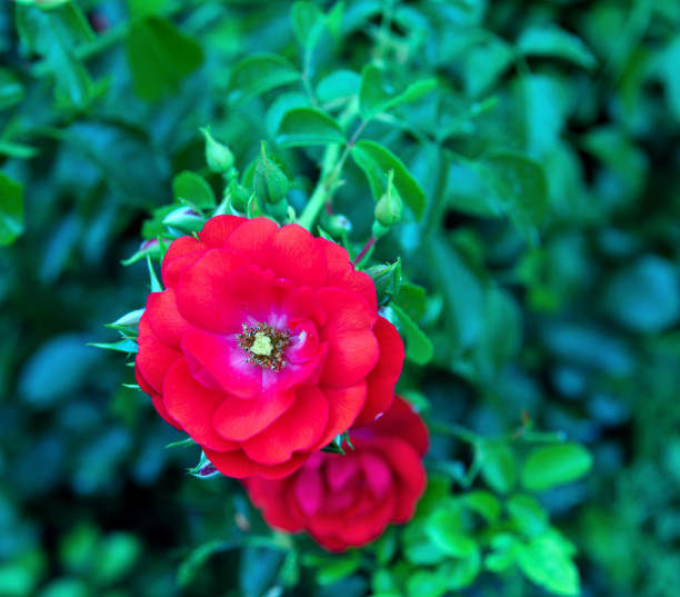 rose garden in villa gropallo nervi genova italy