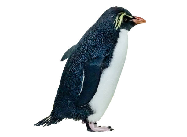 istock southern rockhopper penguin (Eudyptes chrysocome) isolated on white 2160613291