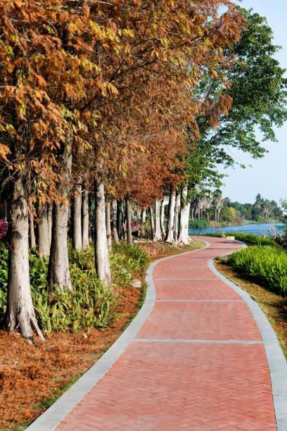 istock Path and bald cypress trees by the lake 2160614805