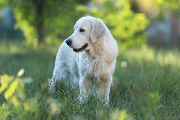 istock Golden retriever dog in grass 2160615215