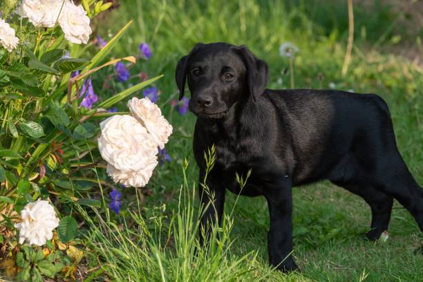 istock Black Labrador puppy 2160615258