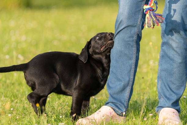 istock Black Labrador puppy 2160615354