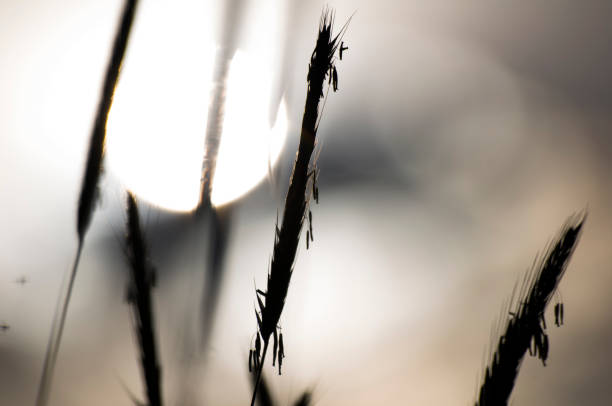 natural background photo of yellowed wheat ears and steppe plants