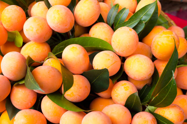 Close-up of Large group of artificial thai Maprang plums