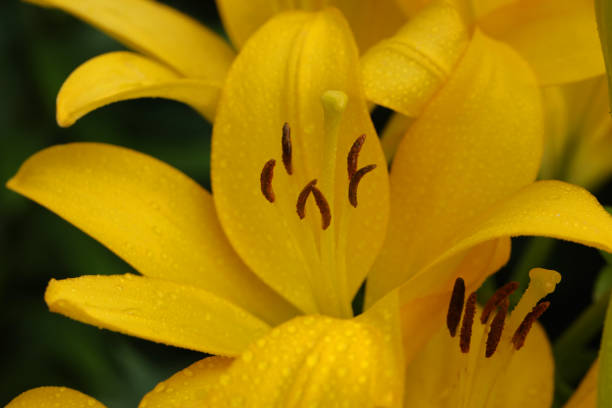 Bright yellow lily flowers in the garden
