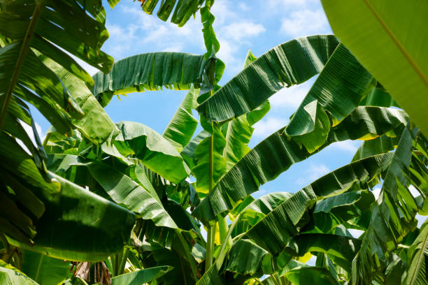 istock Thai banana trees and leaves  in sky 2160616778