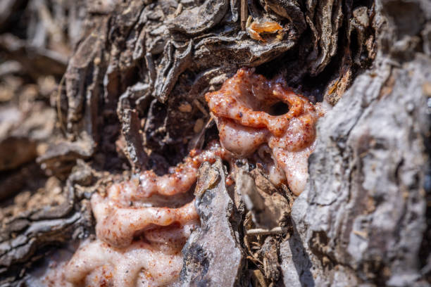 istock Pitch Tube on a Pine Tree 2160617195