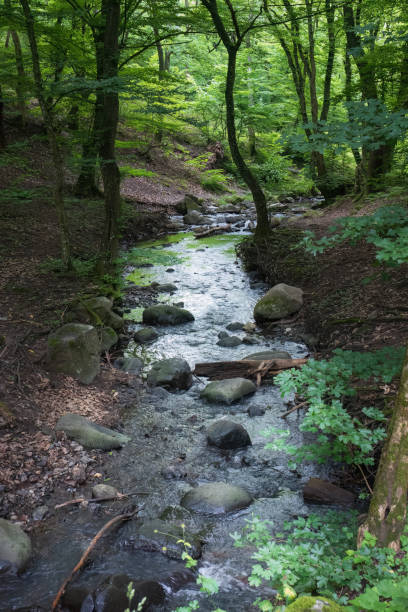 istock Mountain stream in the green forest with rocks. 2160617418
