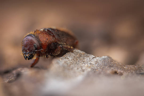 istock Western Pine Beetle - Dendroctonus brevicomis 2160618813