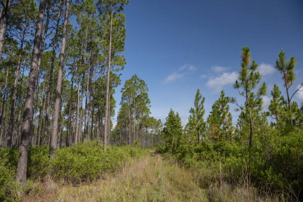 Photo taken at Osceola national Forest in North Florida. Nikon D750 with AF-S NIKKOR 24-70mm f/2.8G ED