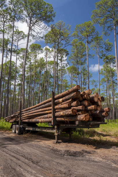 istock Stacked pine tree trunks loaded on trailer in forest, ready for transport to lumber mill 2160620407