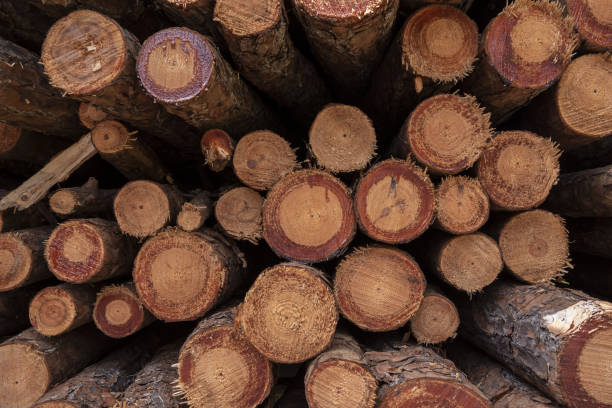 istock Close up of cut ends of stacked small pine tree trunks 2160620428